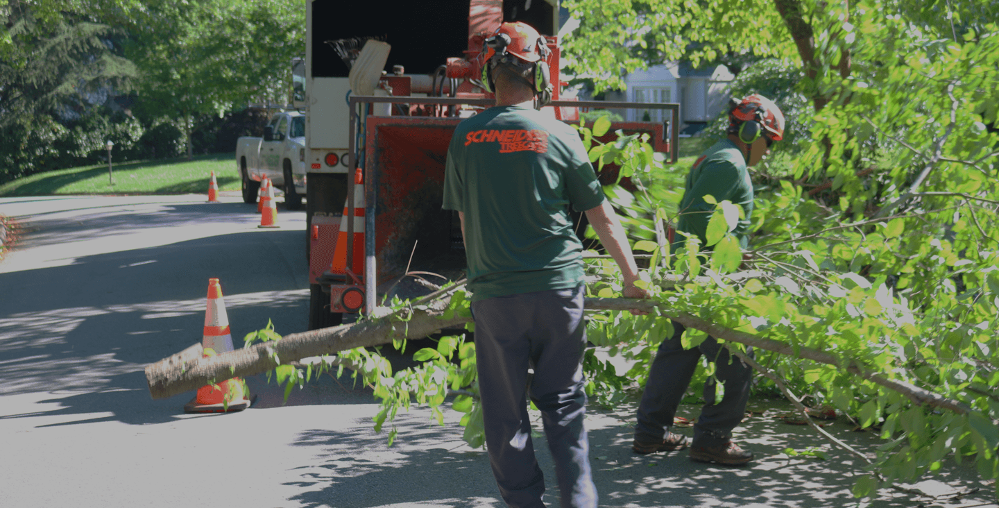 featureresidential Schneider Tree Care