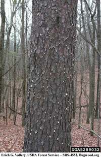 how created dust Schneider Pine Beetle Tree  Care Southern