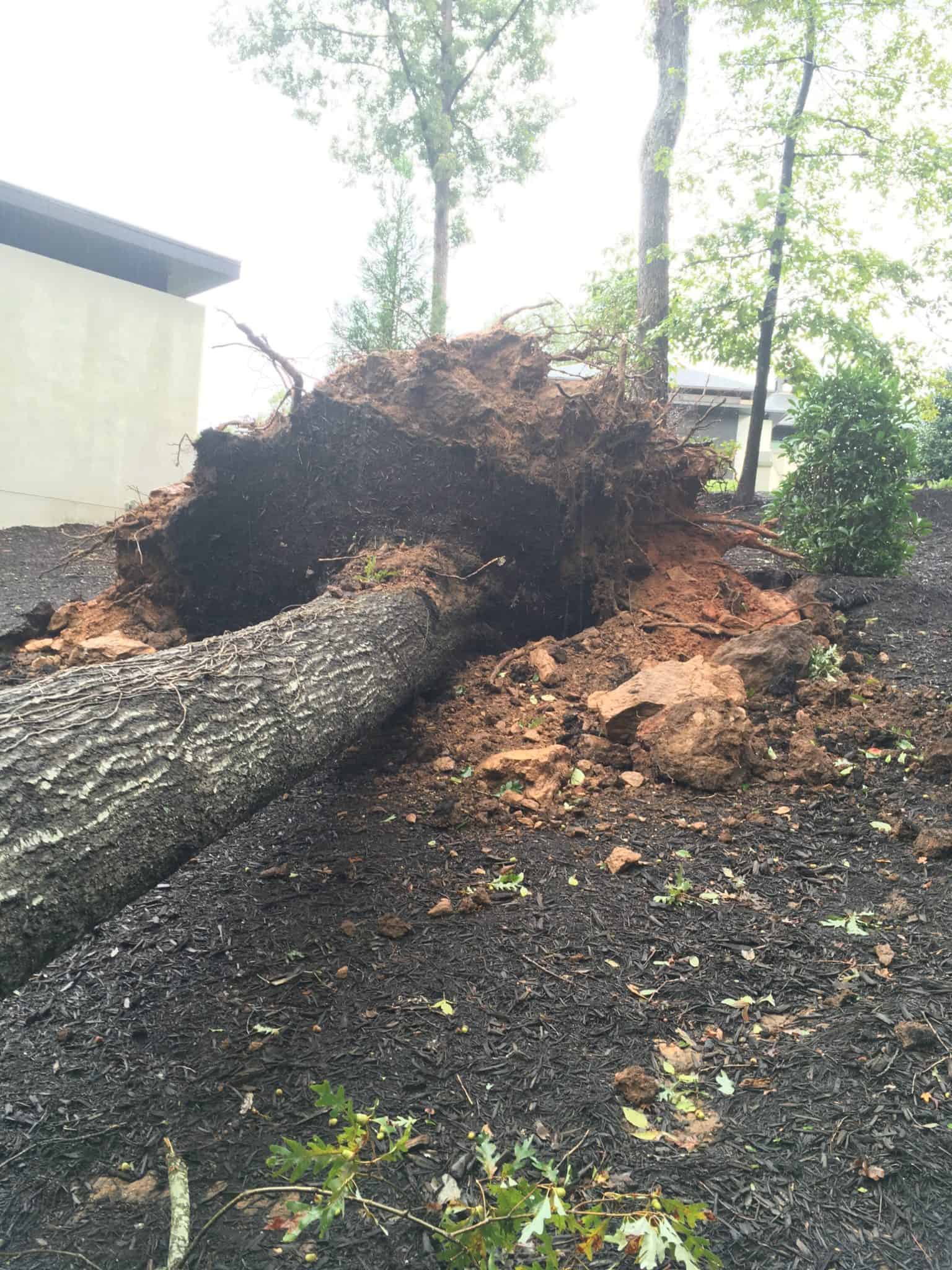 When Nature Strikes Schneider Tree Care