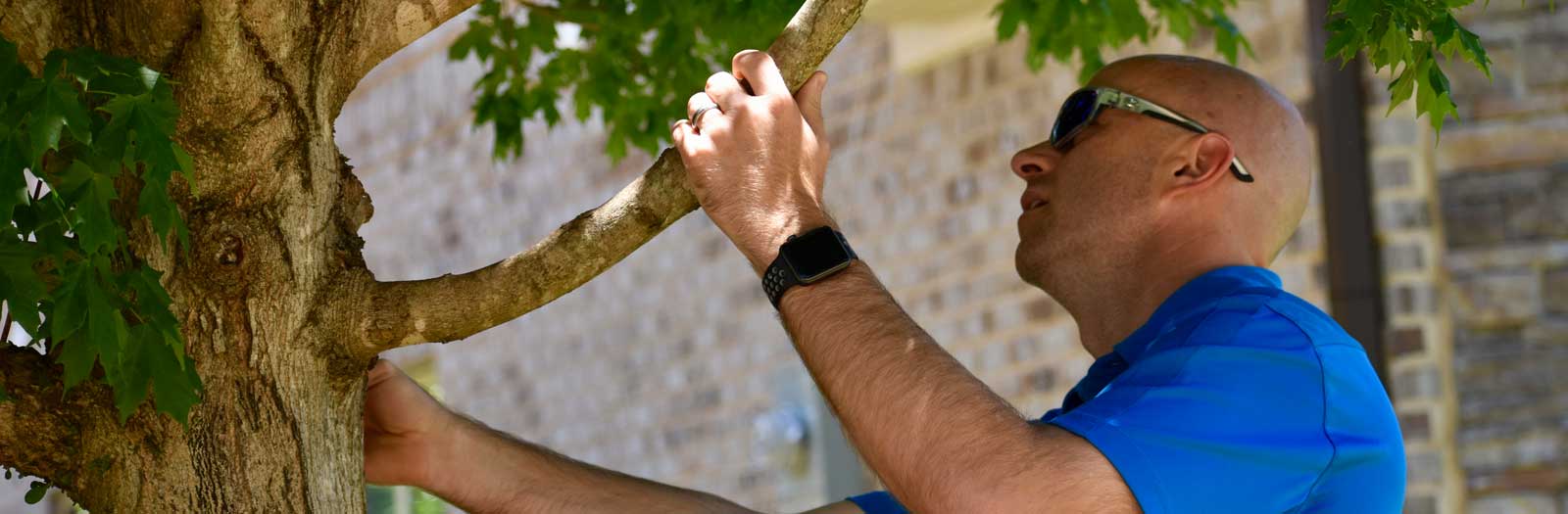 Why Should You Have Your Tree Inspected? Schneider Tree Care