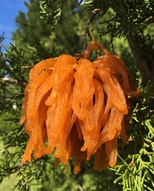 apple cedar rust image