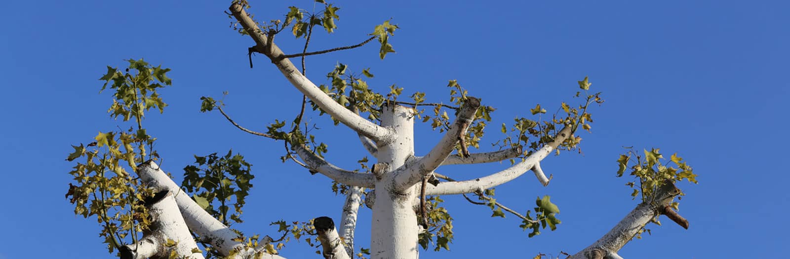 Don�t Let Landscapers Top Your Trees Schneider Tree Care