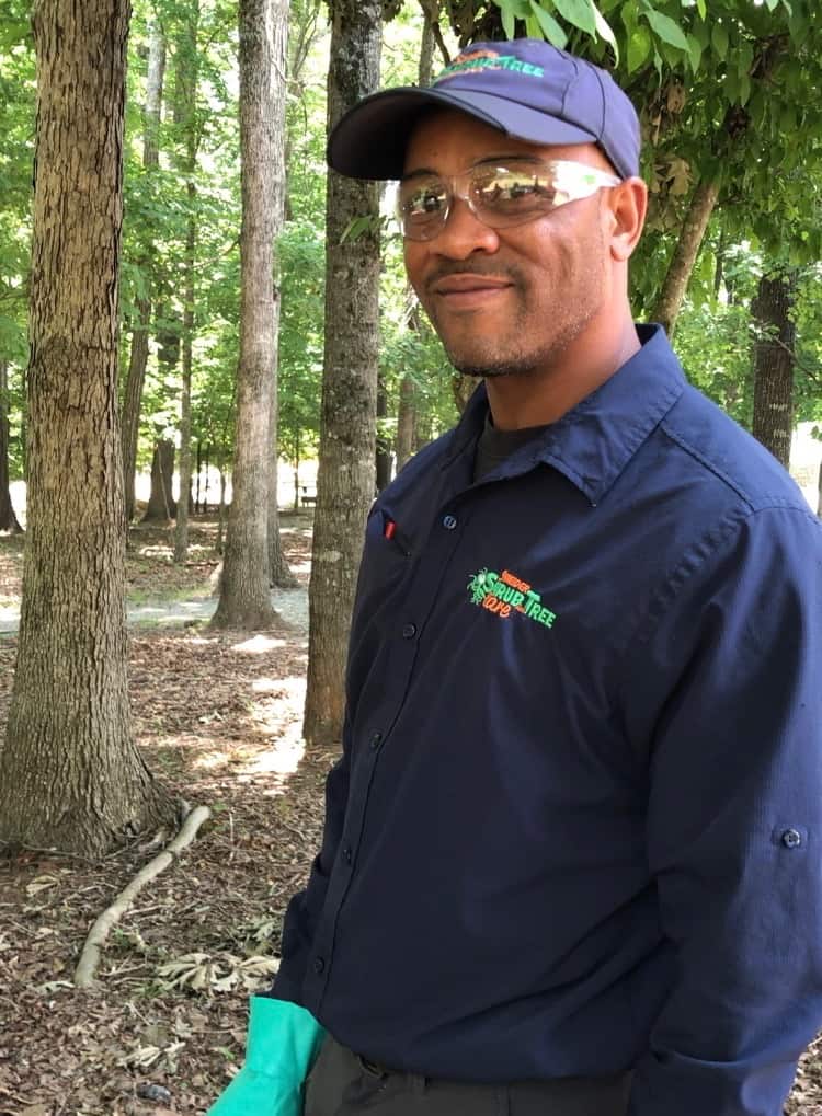 arborist working on emerald ash tree