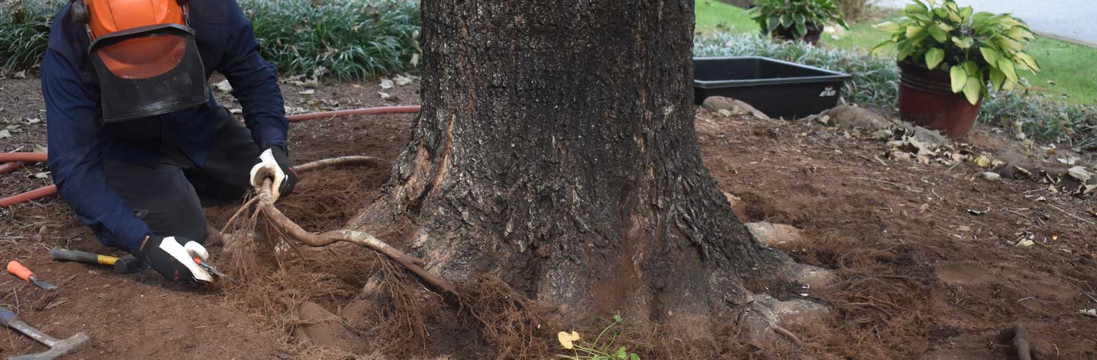 Root Collar Excavations Schneider Tree Care Service