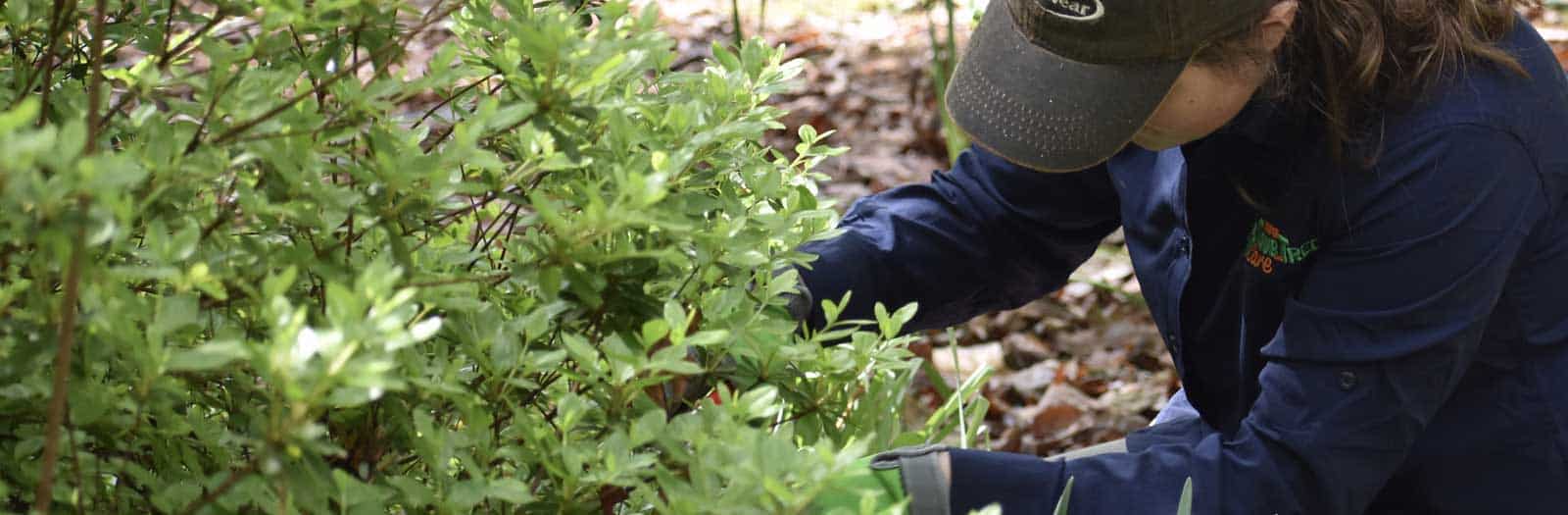 Proper Tree and Shrub Pruning Cuts Schneider Tree Care