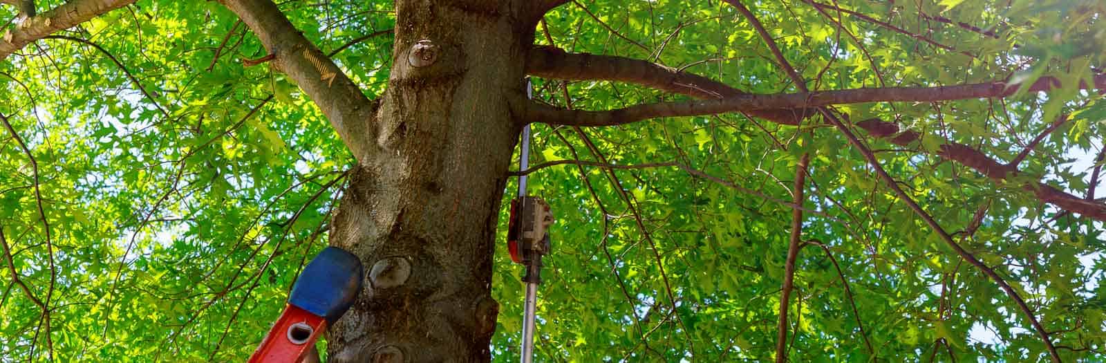 Trimming and Pruning Your Trees Schneider Tree Care