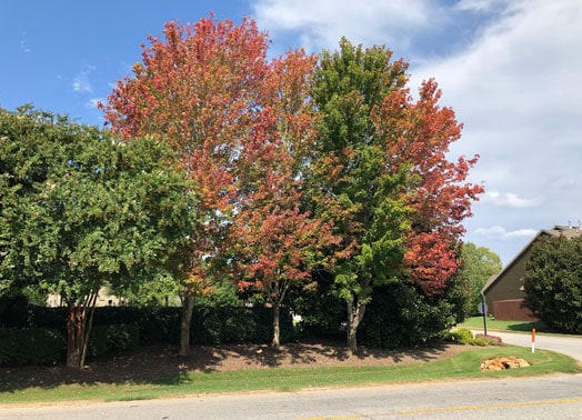 Lato strada con alberi che cambiano colore