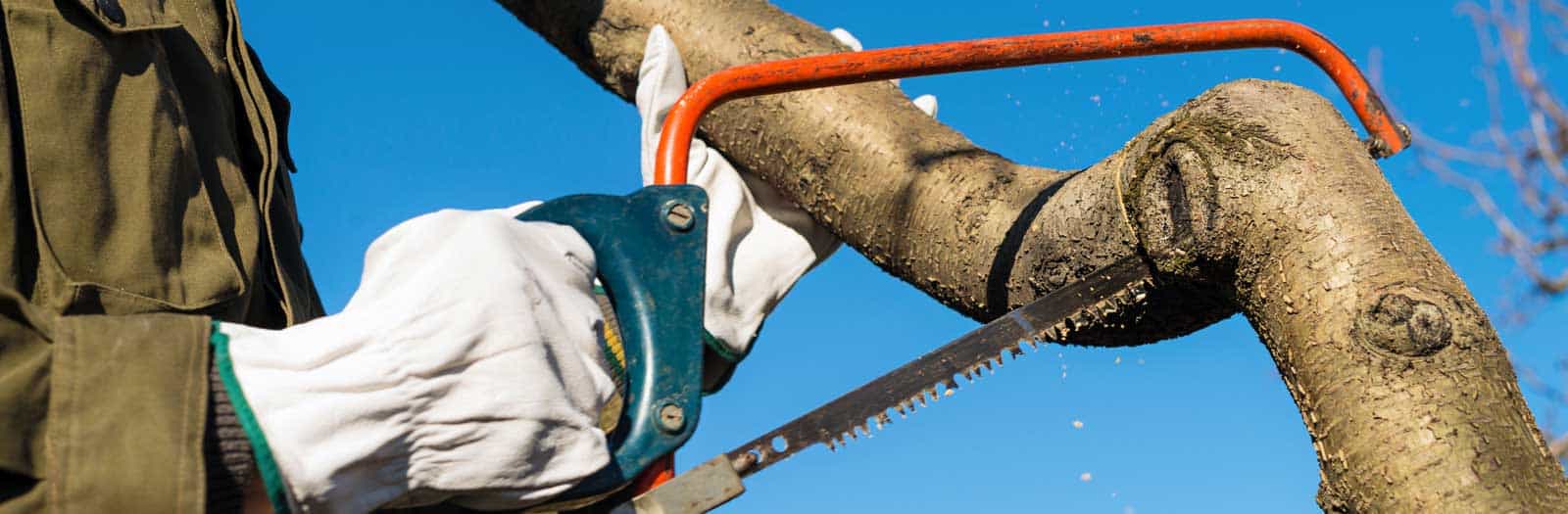 Common Tree Pruning Mistake Cutting off Too Much