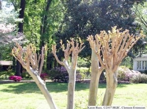 Crepe Murder- pruning