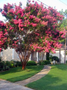 Crepe Myrtle Close up