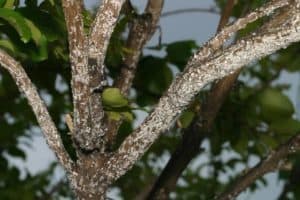 Crepe Myrtle Bark Scale