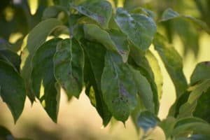 leaves showing dogwood tree anthracnose