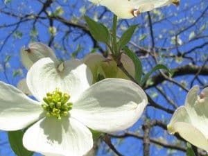 Dogwood plant