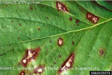 Antracnose Affected Leaves