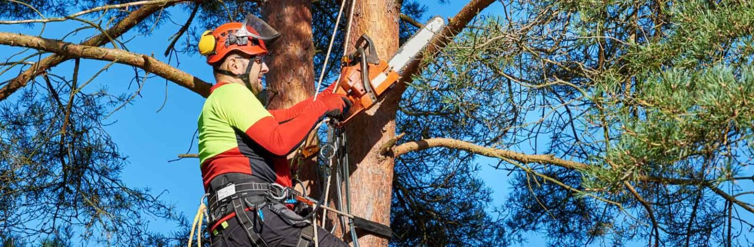 Neighborhood Arborist Near Me Schneider Tree Care