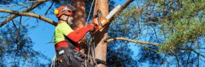 neighborhood arborist in a tree with a chainsaw