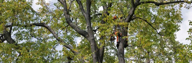 Arborist pruning and tree removal