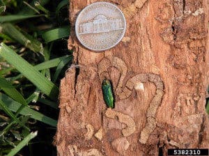 Ash borer on tree trunk