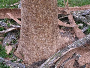 Ash borer attacking the tree base