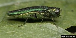 Emerald-ash-borer-close-up