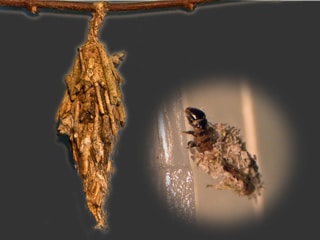  Bagworm insect close up
