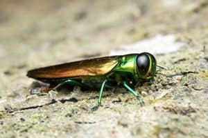 emerald ash borer close image