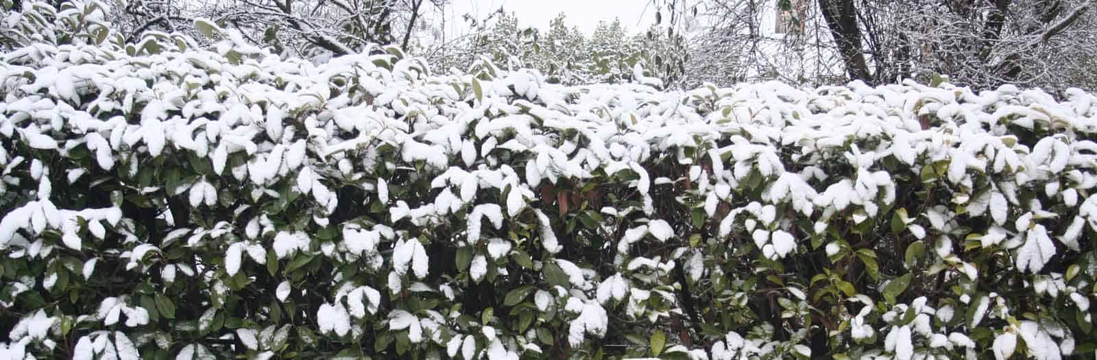 Shrubs Covered in Snow