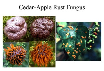  Ceder Apple Rust Fungus 
