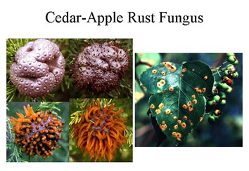 Cedar-Apple Rust - Schneider Tree Care