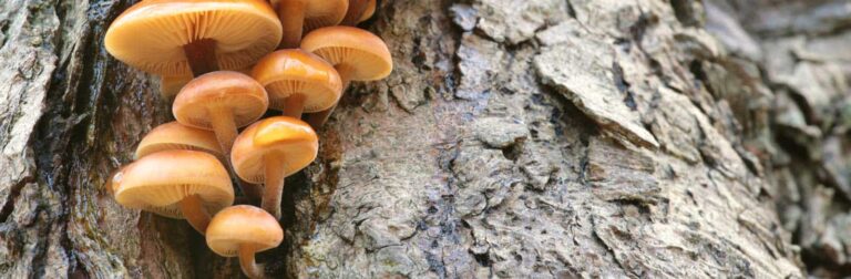 Mushrooms Growing on a Dead Tree