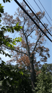  Parched tree in summer