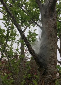 Eastern Tent Caterpillar web attached to tree