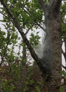 Eastern tent caterpillar on tree limb