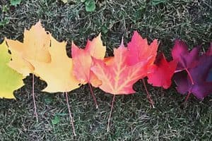 Leaves changing into red in fall 