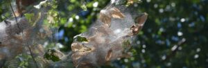 Fall Webworm close up