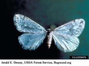 Adult cankerworm moth