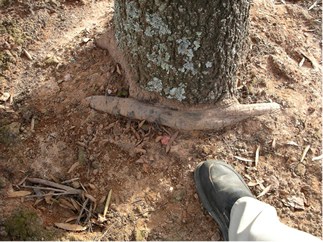 Girdling root in tall tress  