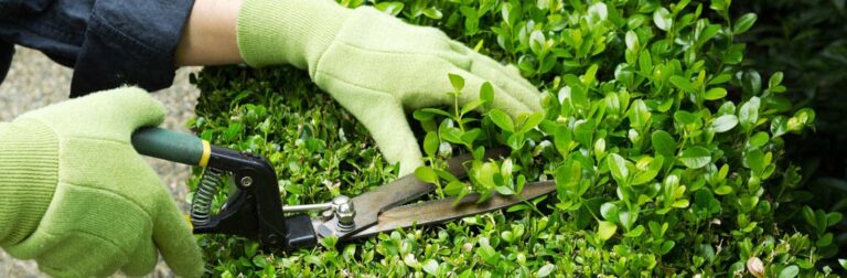 hands pruning healthy shrub