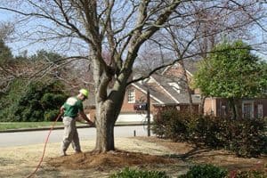 Professional tree inspection