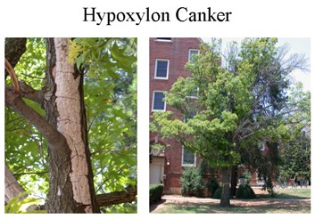 Hypoxylon Canker fungus affecting trees