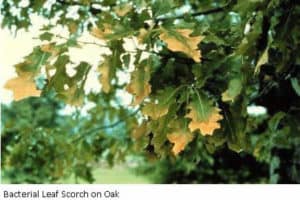 Bacterial leaf scorch on oak tree