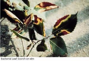 Bacterial leaf scorch on oak elm