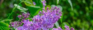close up of a purple lilac shrub