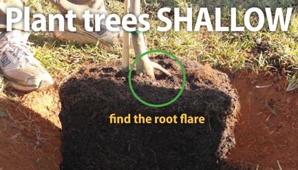 Tree Being Planted in Shallow Ground