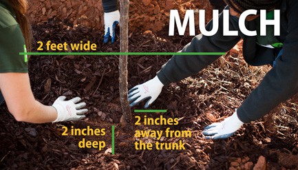 Adding Mulch to a Newly Planted Tree