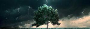 Lightning protection program for trees