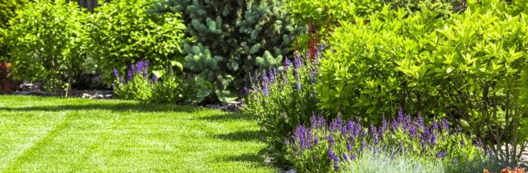 yard full of spring shrubs that are in need of pruning