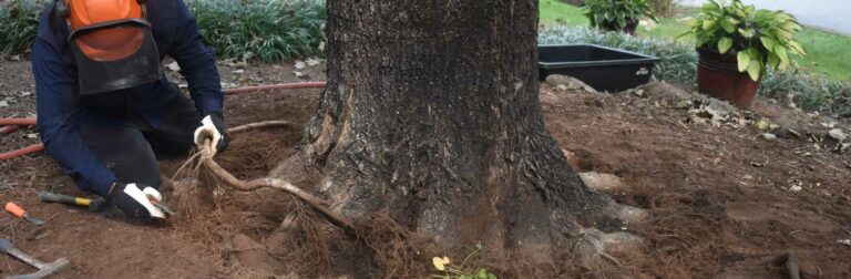 root collar excavation being performed by tree service arborist