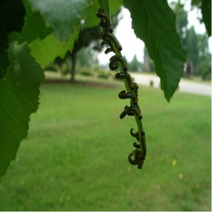 Sawfly larvae Close up