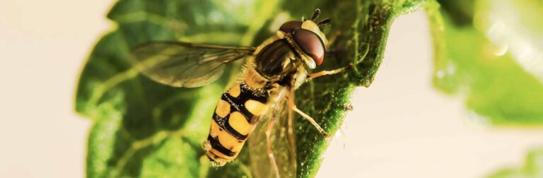 Soil applied insect control protects bees